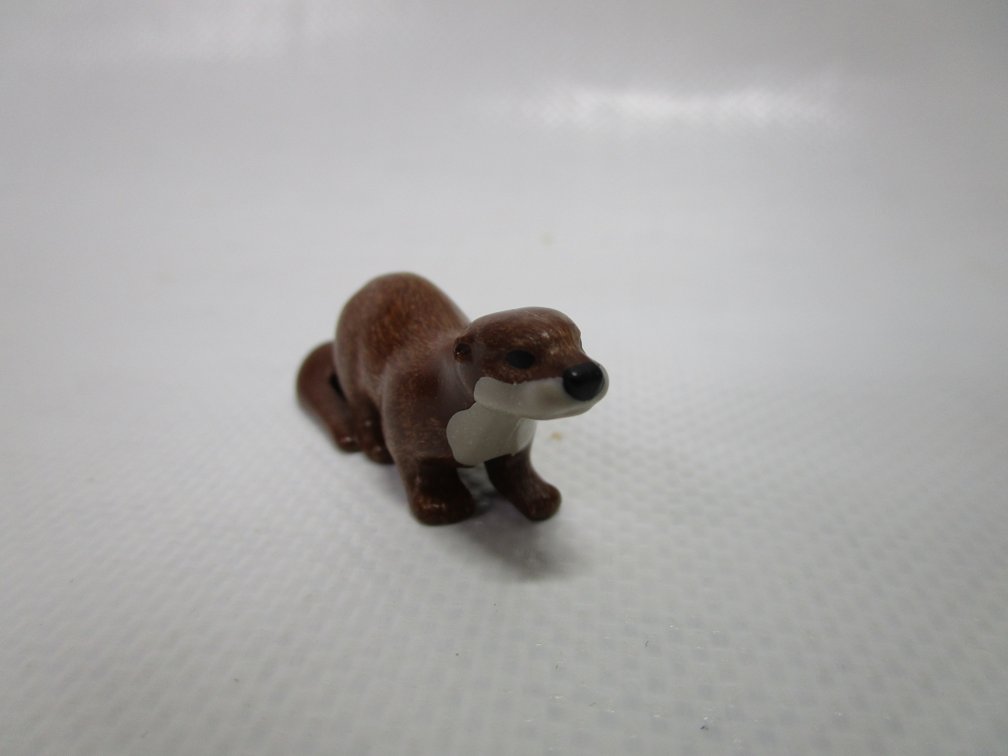 Dachs