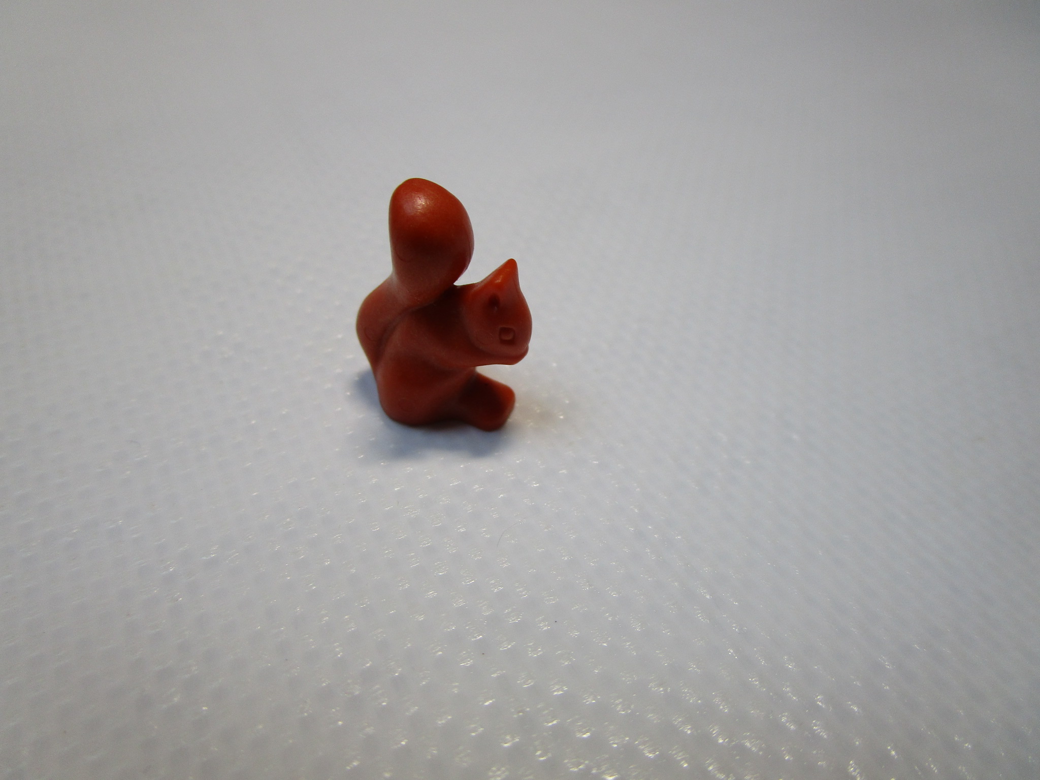 Eichhörnchen
